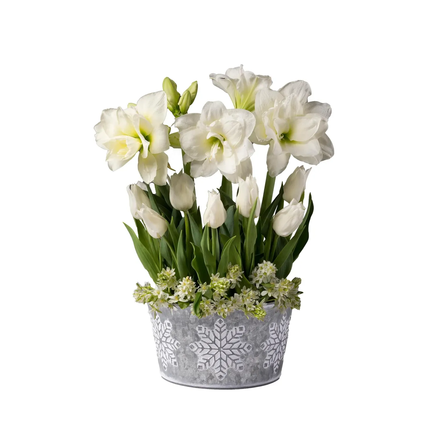 Plow & Hearth Bulb Gardens & Florals>All White Flower Bulb Gift Garden
