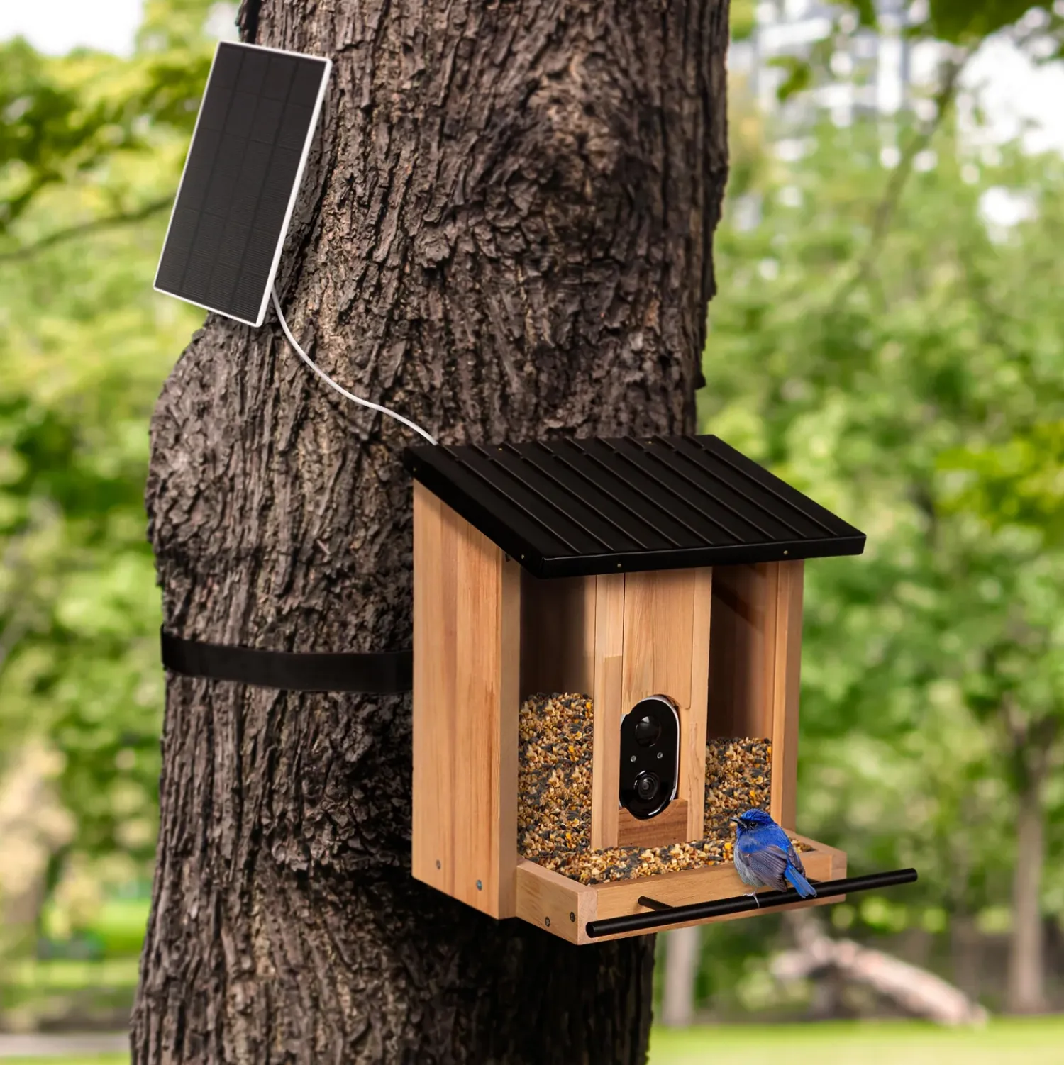Plow & Hearth Bird Feeders>BirdsIVue Smart Feeder: Solar Wooden Bird Feeder