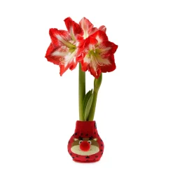 Plow & Hearth Bulb Gardens & Florals>Character Sweater Self-Contained Amaryllis Flower Bulb