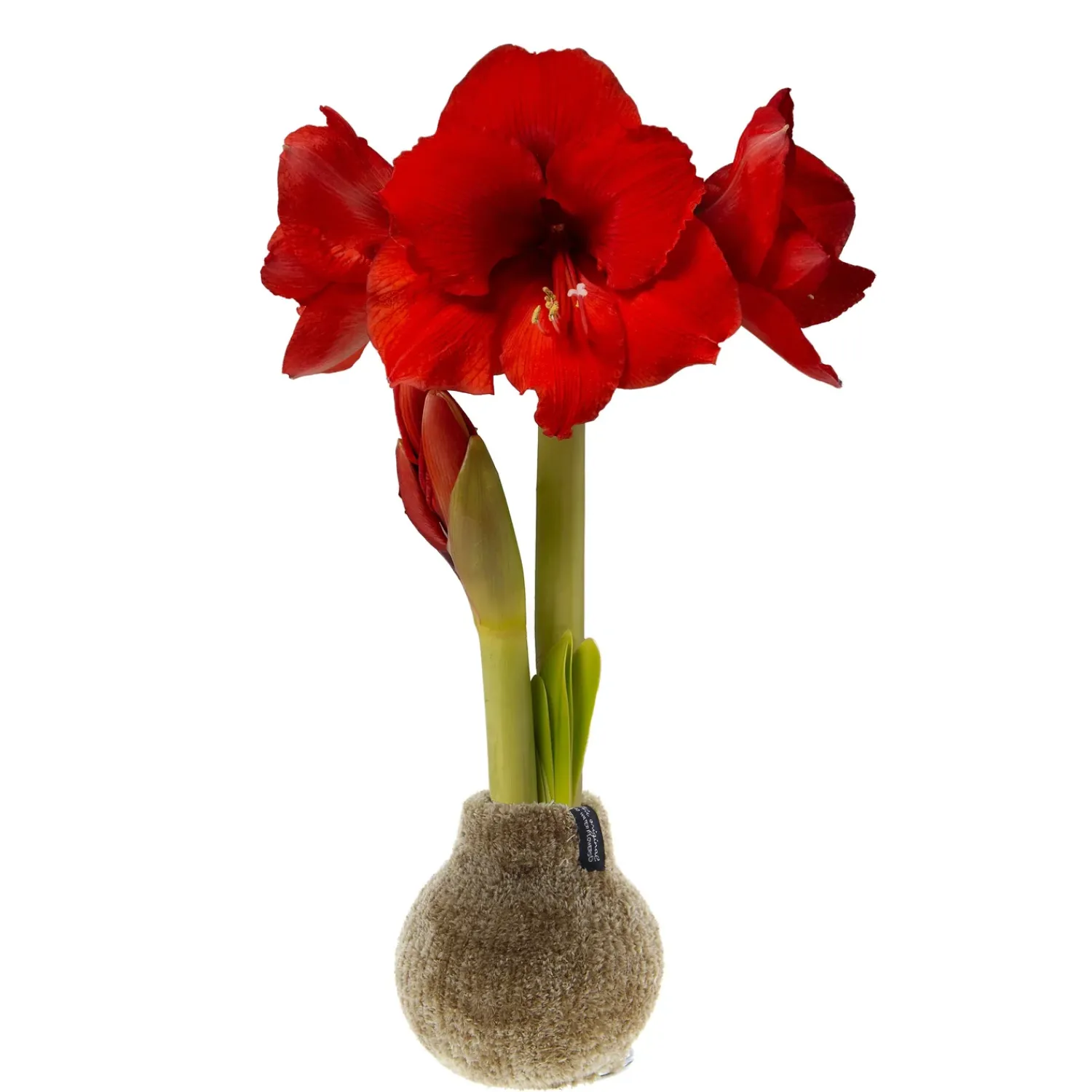 Plow & Hearth Bulb Gardens & Florals>Chenille Sweater Self-Contained Waxed Amaryllis Flower Bulb