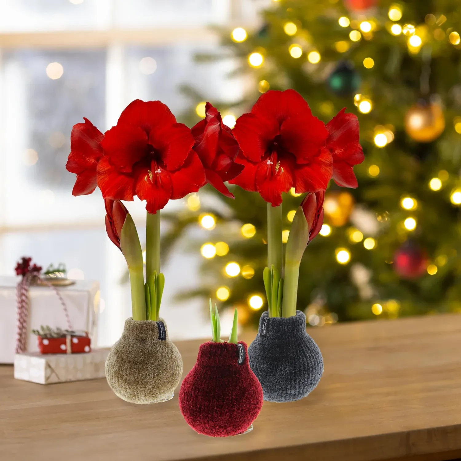 Plow & Hearth Bulb Gardens & Florals>Chenille Sweater Self-Contained Waxed Amaryllis Flower Bulb