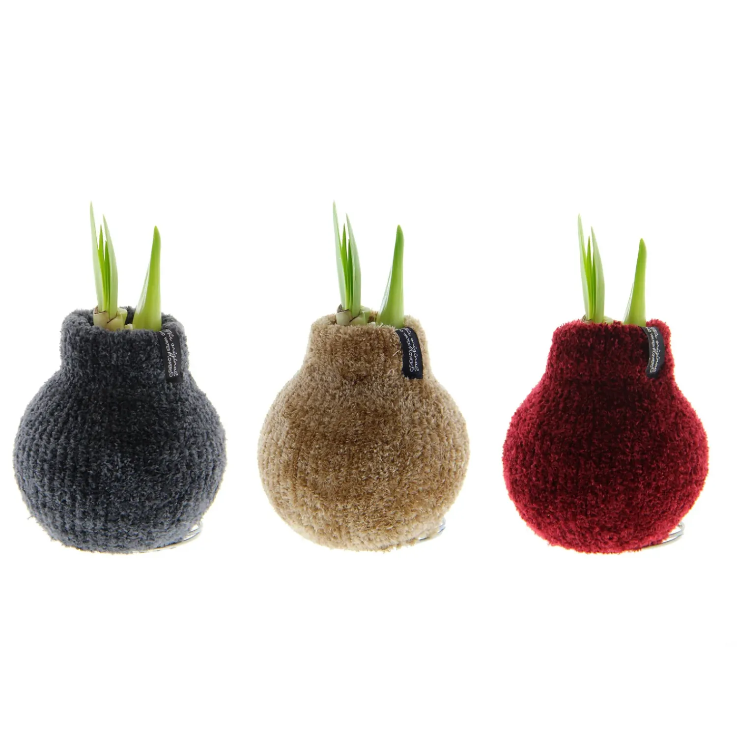 Plow & Hearth Bulb Gardens & Florals>Chenille Sweater Self-Contained Waxed Amaryllis Flower Bulb