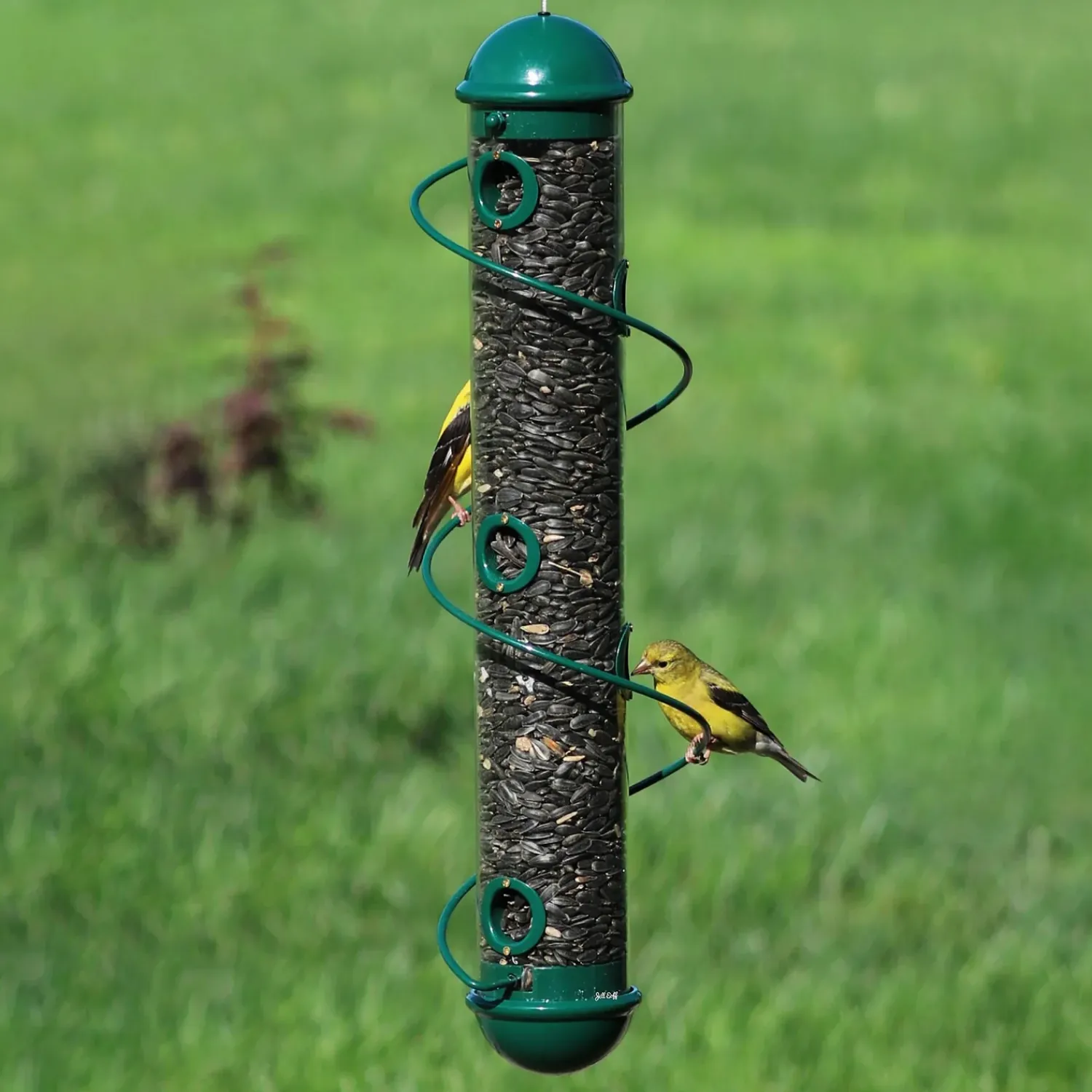 Plow & Hearth Bird Feeders>Spiral-Perch Finch Bird Feeder Green