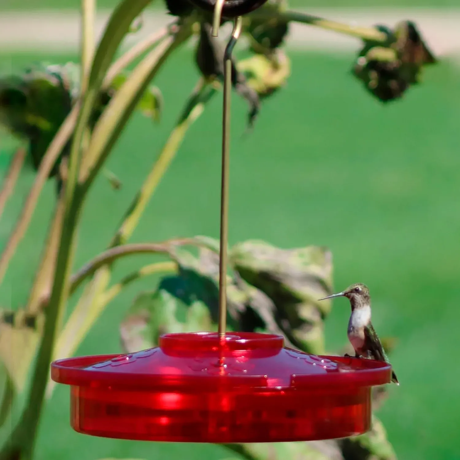 Plow & Hearth Hummingbird Feeders>Hanging Hummingbird Haven Feeder