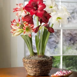 Plow & Hearth Bulb Gardens & Florals>Large Amaryllis Trio Bulb Garden