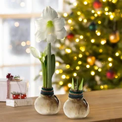 Plow & Hearth Bulb Gardens & Florals>Naturalz Waxed Self-Contained Amaryllis Flower Bulb