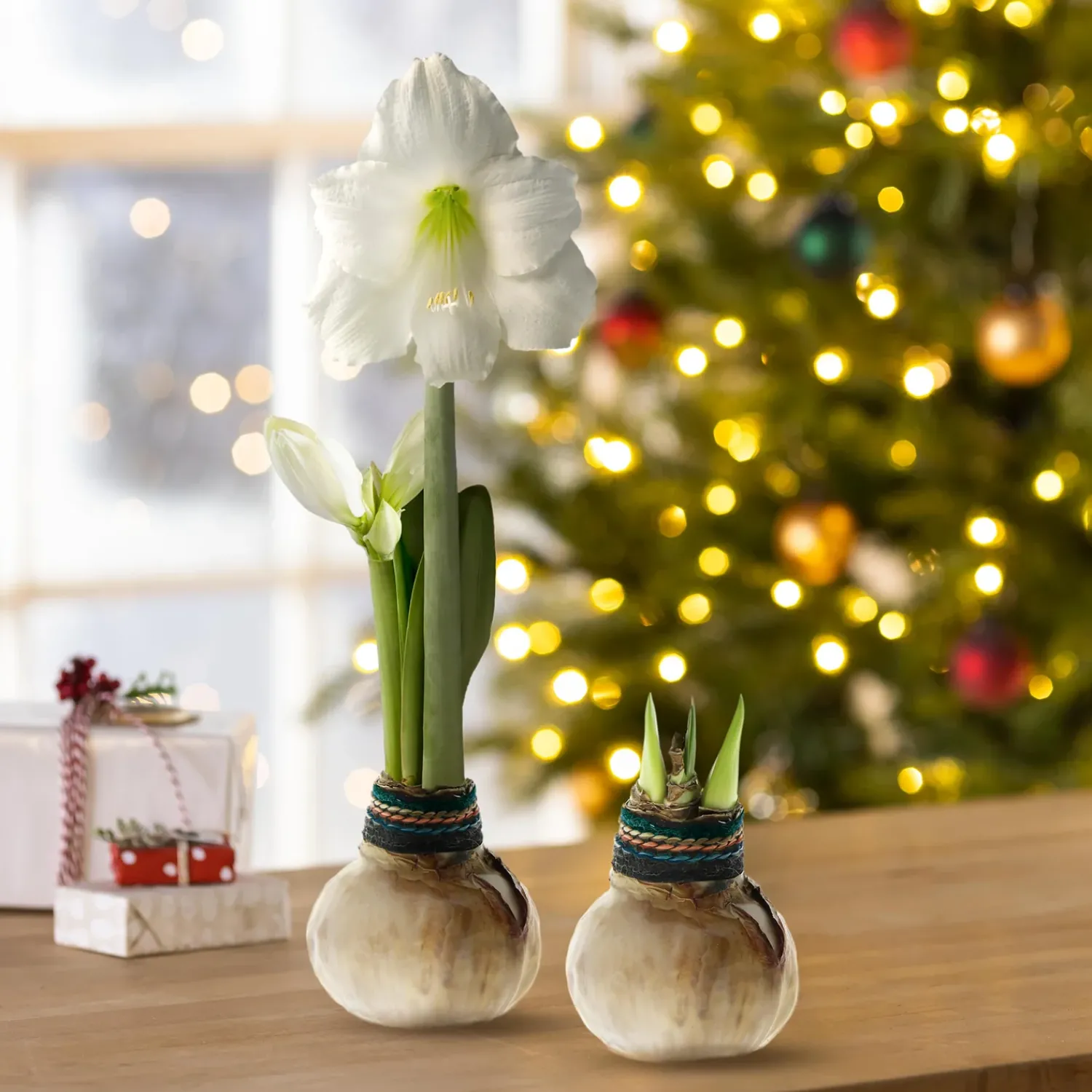 Plow & Hearth Bulb Gardens & Florals>Naturalz Waxed Self-Contained Amaryllis Flower Bulb