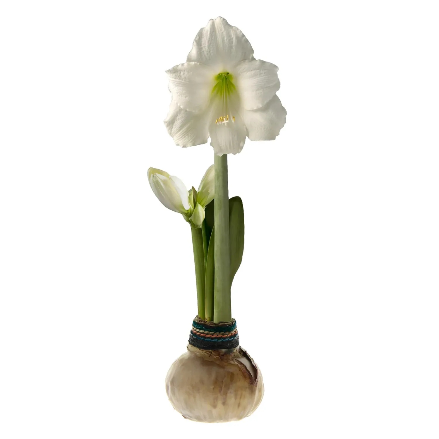 Plow & Hearth Bulb Gardens & Florals>Naturalz Waxed Self-Contained Amaryllis Flower Bulb