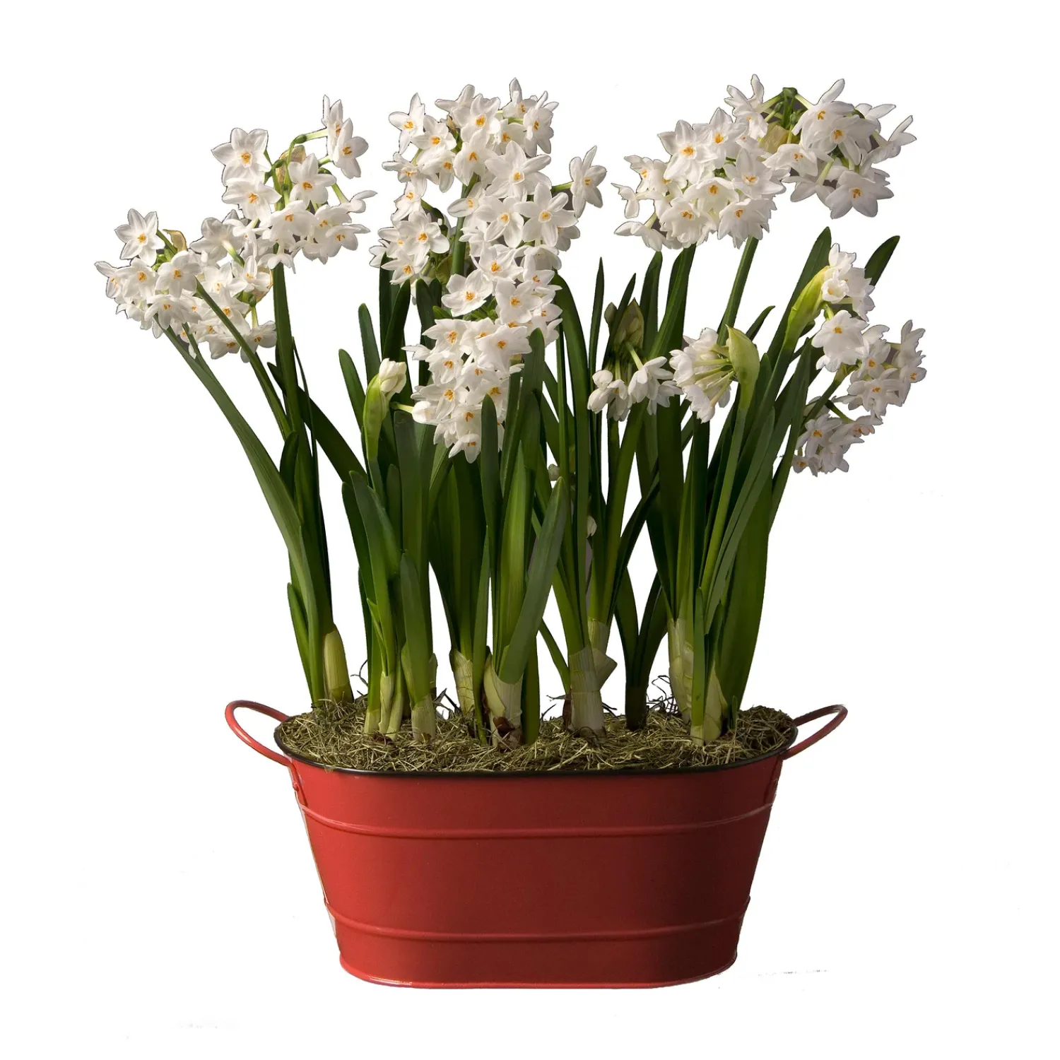 Plow & Hearth Bulb Gardens & Florals>Paperwhites Dutch Flower Bulb Holiday Gift Garden