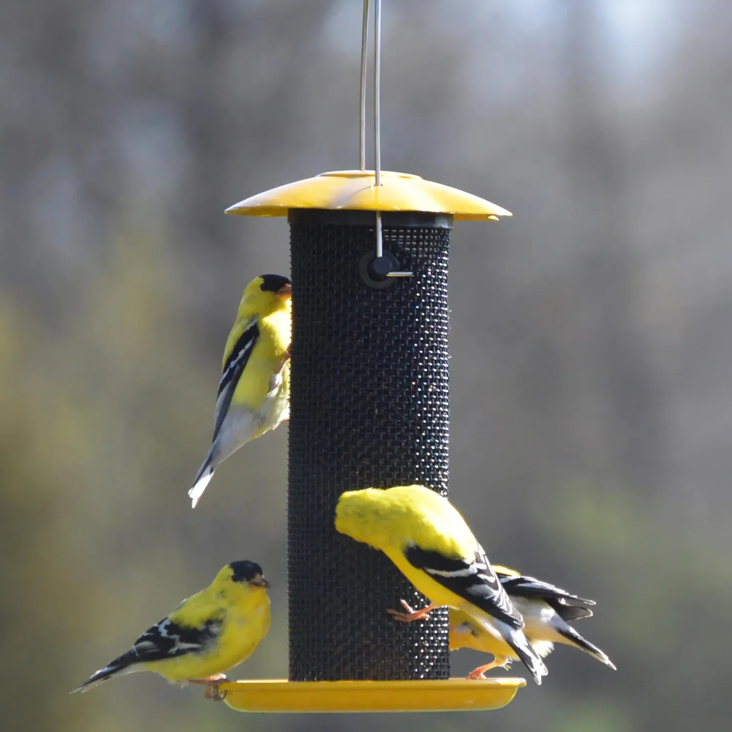 Plow & Hearth Bird Feeders>Petite Thistle Seed Bird Feeder Yellow