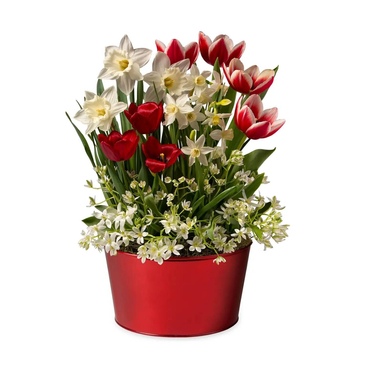 Plow & Hearth Bulb Gardens & Florals>Red & White Dutch Flower Bulb Holiday Gift Garden