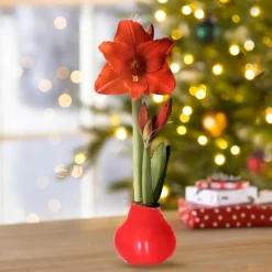 Plow & Hearth Bulb Gardens & Florals>Waxz Solid Color Self-Contained Amaryllis Flower Bulb Red